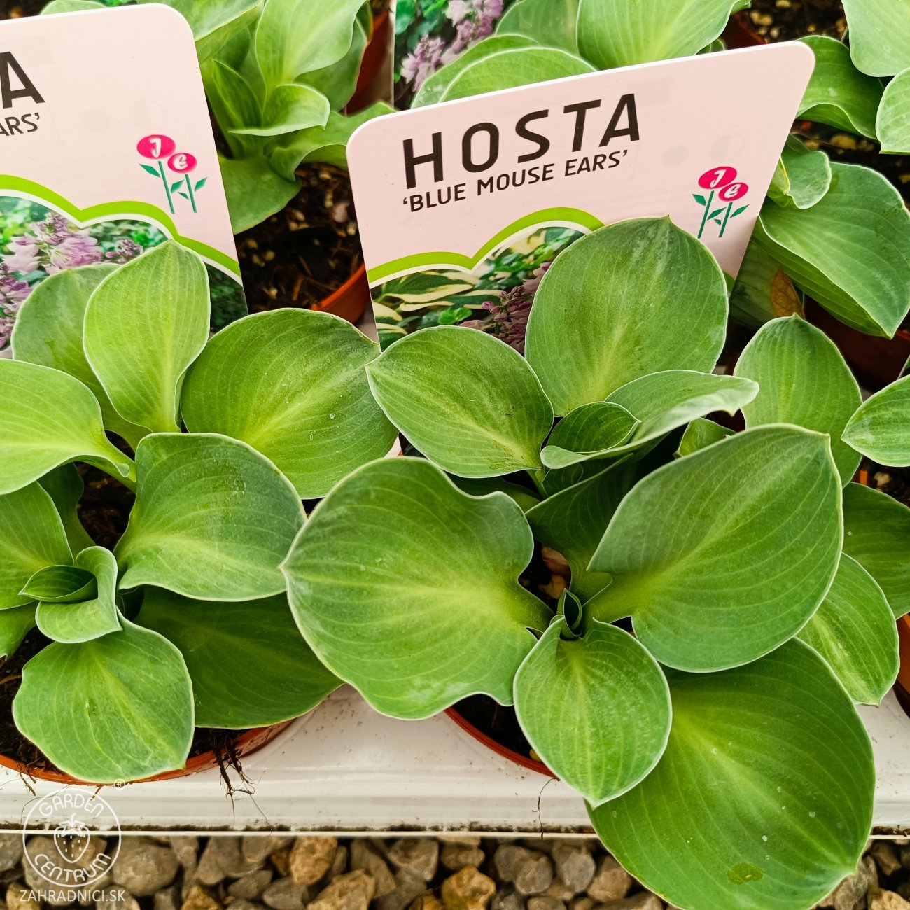 Obrázok Funkia ( Hosta) ´BLUE MOUSE EARS´ - kont. P11